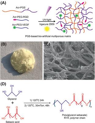 Poly (Glycerol Sebacate)-Based Bio-Artificial Multiporous Matrix for Bone Regeneration